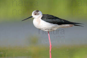 Foto di Cavaliere d'Italia (Himantopus himantopus)