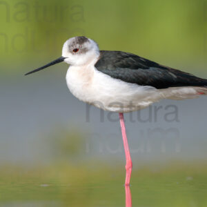 Foto di Cavaliere d'Italia (Himantopus himantopus)