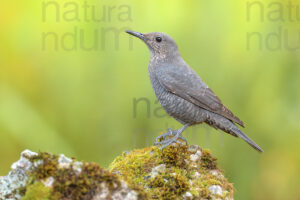 Photos of Blue Rock Thrush (Monticola solitarius)