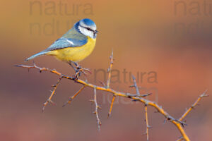 Photos of Blue Tit (Cyanistes caeruleus)