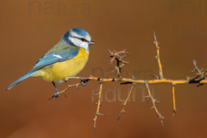 Photos of Blue Tit (Cyanistes caeruleus)