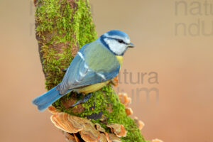 Photos of Blue Tit (Cyanistes caeruleus)