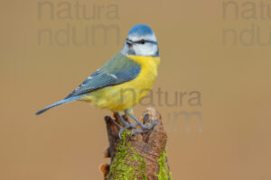 Photos of Blue Tit (Cyanistes caeruleus)