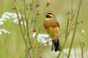 Photos of Cirl Bunting (Emberiza cirlus)