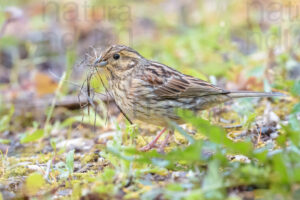 Photos of Cirl Bunting (Emberiza cirlus)