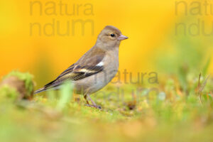 Foto di Fringuello (Fringilla coelebs)