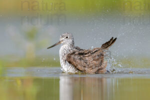 Photos of Common Greenshank (Tringa nebularia)