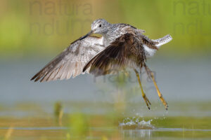 Foto di Pantana (Tringa nebularia)