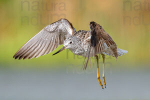 Foto di Pantana (Tringa nebularia)