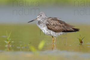 Photos of Common Greenshank (Tringa nebularia)