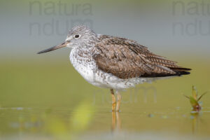 Foto di Pantana (Tringa nebularia)