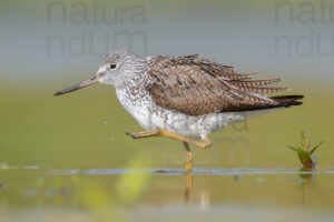 Photos of Common Greenshank (Tringa nebularia)