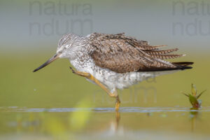 Photos of Common Greenshank (Tringa nebularia)