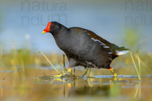 Foto di Gallinella d'acqua (Gallinula chloropus)