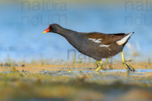 Foto di Gallinella d'acqua (Gallinula chloropus)