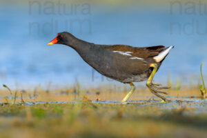 Foto di Gallinella d'acqua (Gallinula chloropus)