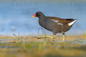 Foto di Gallinella d'acqua (Gallinula chloropus)