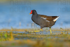 Foto di Gallinella d'acqua (Gallinula chloropus)