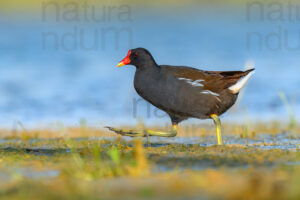 Foto di Gallinella d'acqua (Gallinula chloropus)