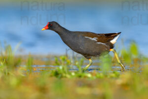 Foto di Gallinella d'acqua (Gallinula chloropus)