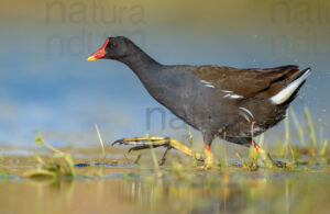 Foto di Gallinella d'acqua (Gallinula chloropus)