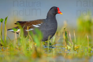 Foto di Gallinella d'acqua (Gallinula chloropus)