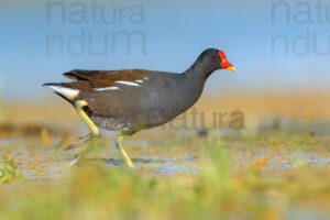 Foto di Gallinella d'acqua (Gallinula chloropus)