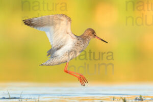 Photos of Common Redshank (Tringa totanus)