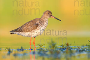 Photos of Common Redshank (Tringa totanus)