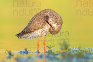 Photos of Common Redshank (Tringa totanus)