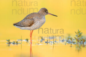 Photos of Common Redshank (Tringa totanus)