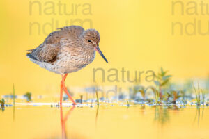 Photos of Common Redshank (Tringa totanus)