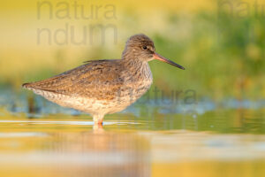 Photos of Common Redshank (Tringa totanus)