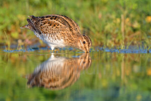 Photos of Common Snipe (Gallinago gallinago)