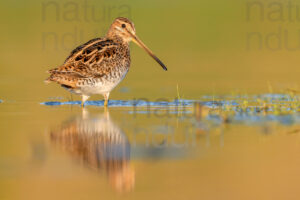 Photos of Common Snipe (Gallinago gallinago)