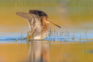 Photos of Common Snipe (Gallinago gallinago)