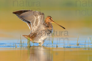 Photos of Common Snipe (Gallinago gallinago)