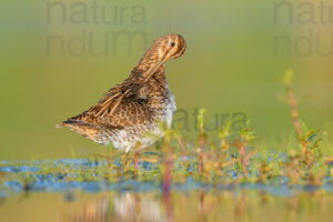 Photos of Common Snipe (Gallinago gallinago)