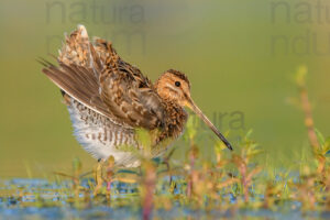 Photos of Common Snipe (Gallinago gallinago)