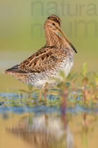 Photos of Common Snipe (Gallinago gallinago)