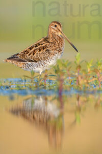 Photos of Common Snipe (Gallinago gallinago)