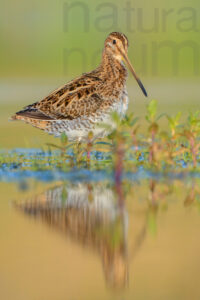 Photos of Common Snipe (Gallinago gallinago)