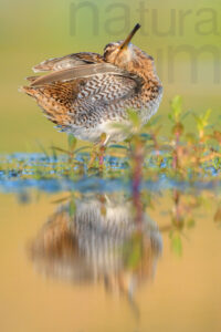 Photos of Common Snipe (Gallinago gallinago)