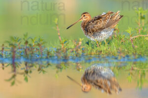 Photos of Common Snipe (Gallinago gallinago)