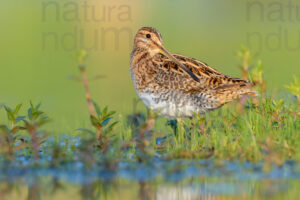 Photos of Common Snipe (Gallinago gallinago)