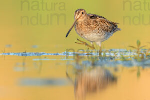 Photos of Common Snipe (Gallinago gallinago)