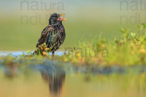 Foto di Storno comune (Sturnus vulgaris)