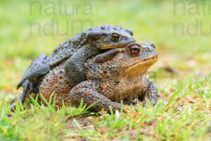 Photos of Common Toad (Bufo bufo)