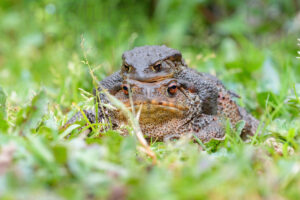 Foto di Rospo comune (Bufo bufo)