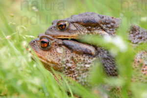 Photos of Common Toad (Bufo bufo)